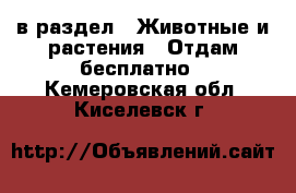  в раздел : Животные и растения » Отдам бесплатно . Кемеровская обл.,Киселевск г.